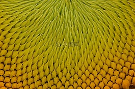 太陽花,鮮花,夏季