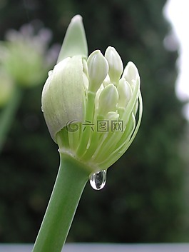 agapanthus,滴水,花