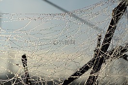 性質(zhì),戶外活動,蜘蛛