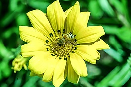 花,黃色,蜜蜂