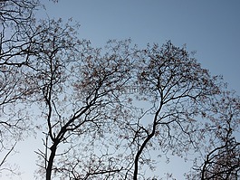 灰,kahl,樹木