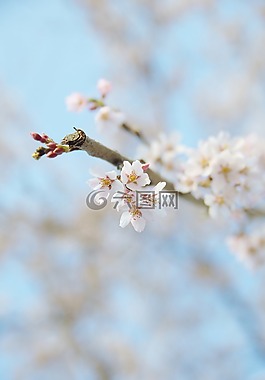 櫻桃,櫻花,日本