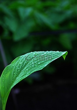 葉,葉子,綠色