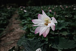盛開,開花,植物區(qū)系