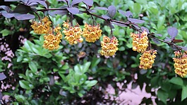 春天,生活的本質(zhì),鮮花
