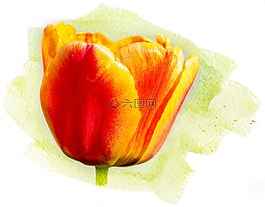 郁金香,花,春天的花