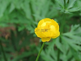 花,黃色,植物