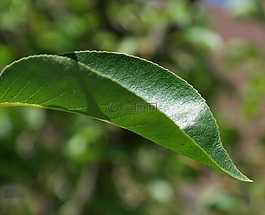葉子,綠色,樹
