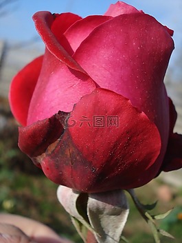 紅色,玫瑰,花