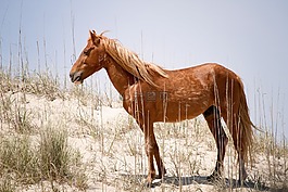 野生的西班牙野馬,動物,馬