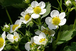 草莓花,草莓植株,鲜花