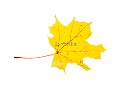 秋季,葉子,透明