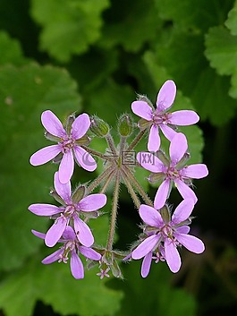 花,植物,性質(zhì)