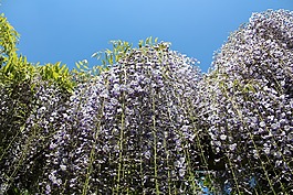 花,自然,植物區(qū)系