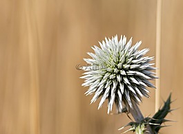 薊,自然,刺癢