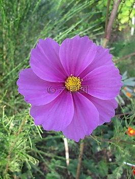 宇宙,cosmea,花