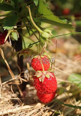 草莓,蔬菜花園,別墅