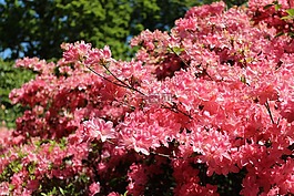 自然,花,植物區(qū)系
