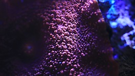 咸水魚,水箱,水族館