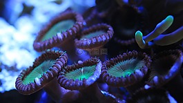 咸水魚,水族館,水箱