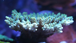 咸水魚,水族館,水箱