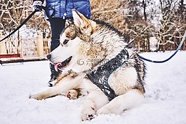 動物,狗,冷