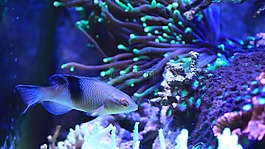 咸水魚,水族館,水箱
