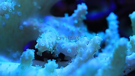 咸水魚,水族館,水箱