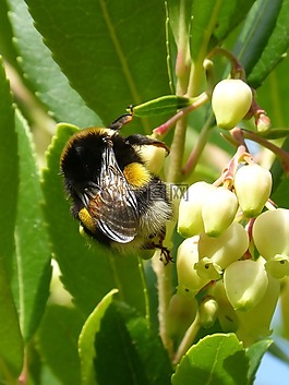 大黃蜂,楊梅花,libar