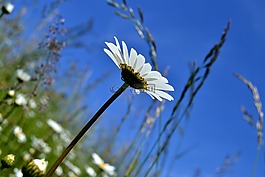 花,瑪格麗特,leucanthemum