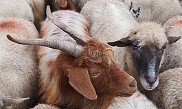 山羊,棕色山羊,ram