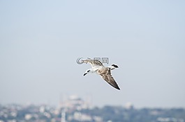 海鷗,飛,鳥