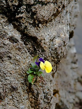 鮮花,性質(zhì),廠