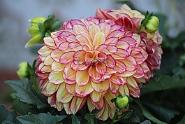花,嬌琴紗,紅色