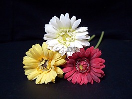 花,紅色,黃色