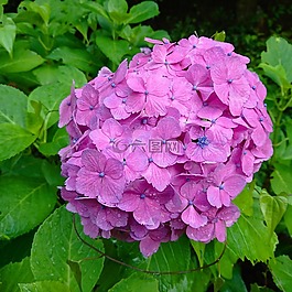 繡球花,鮮花,開花