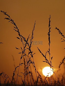 草,太陽,性質(zhì)