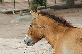 馬,動(dòng)物園,korkesaari