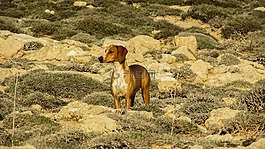 狗,vizla,棕色