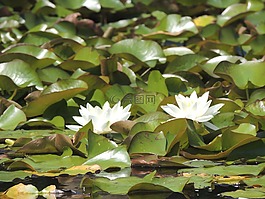 睡莲,白,水生植物