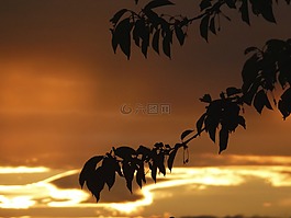 葉子,科,太陽
