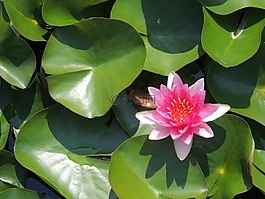 睡蓮,紅色,水生植物