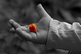 手,花卉,手掌