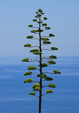 樹,松,針葉樹