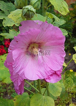 花,性質(zhì),粉紅色