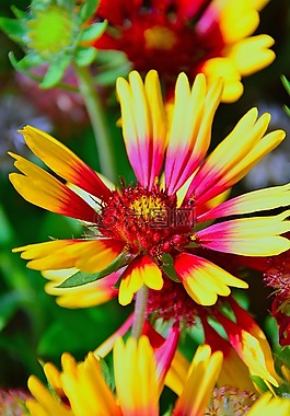 花卉,秋季,性質(zhì)