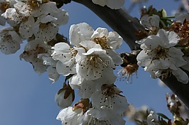 杏仁树,鲜花,华丽的分支