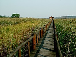 陳橋,黃河,濕地