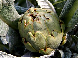 carxofa,cultui,de l'园艺