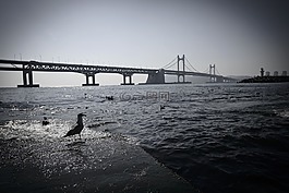 廣安橋,鴿子,海